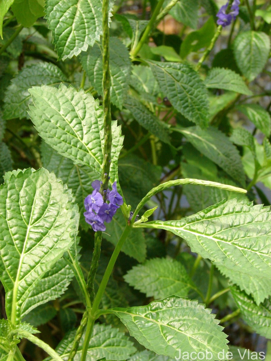 Stachytarpheta urticifolia Sims
